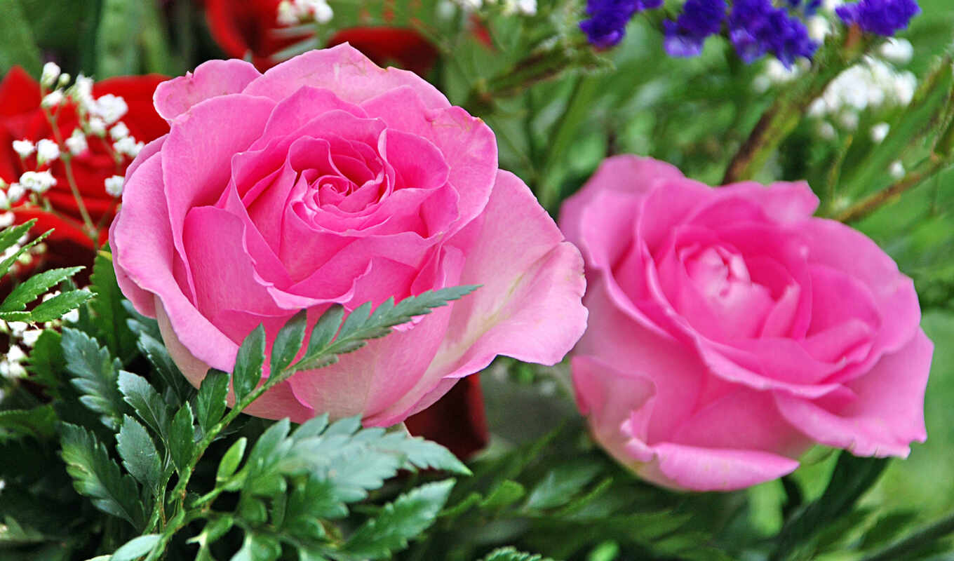 Роза Фото Цветов Скачать Бесплатно