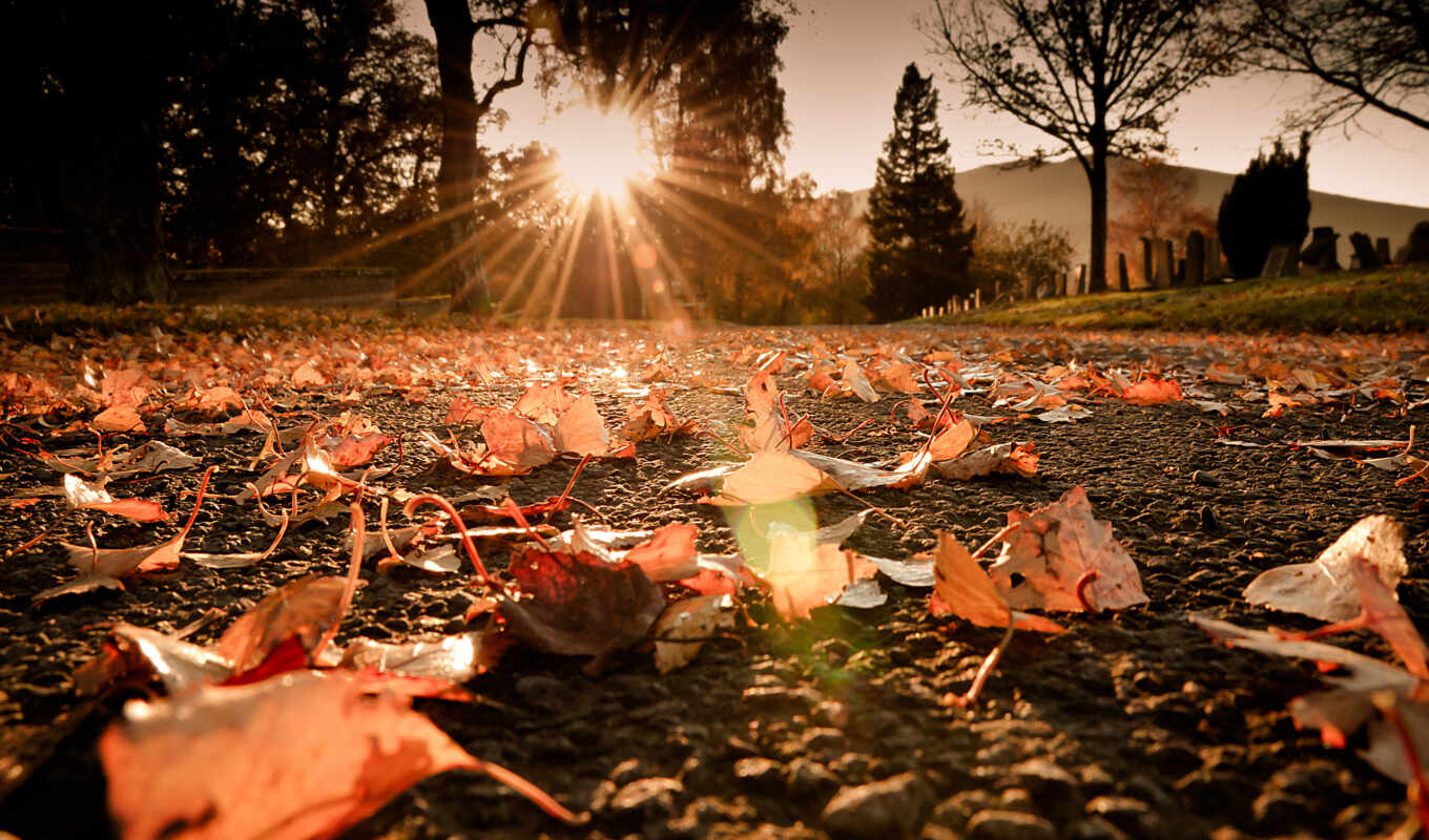 nature, sun, light, macro, forest, road, autumn, foliage, trees, rays