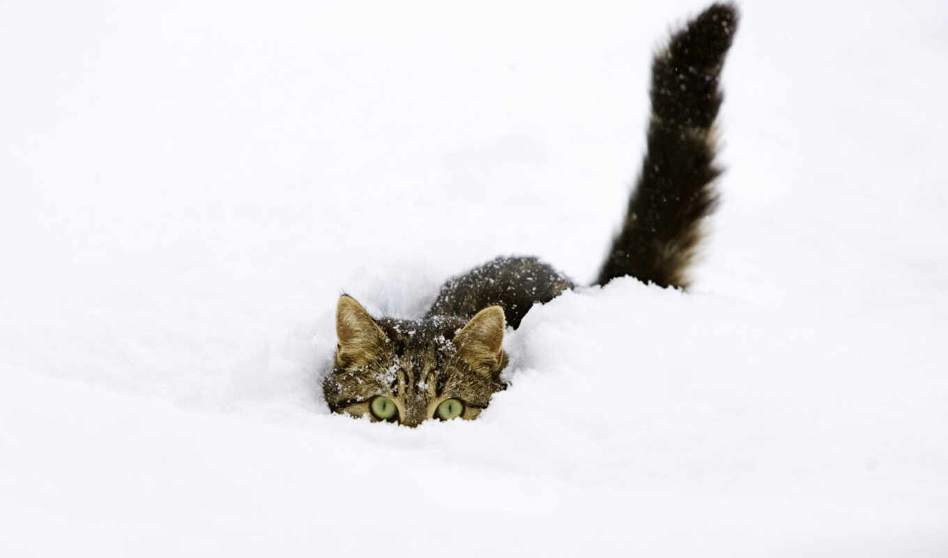 snow, winter, cat, cats, cats, cats, cat, snow, elena, zhivotnye