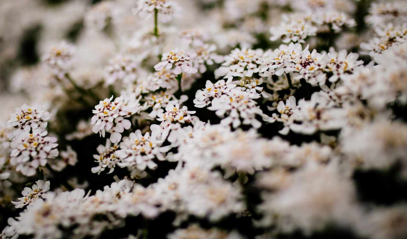 flowers, ipad, white, tree, petals, mini, cherry, in, bush, daytime