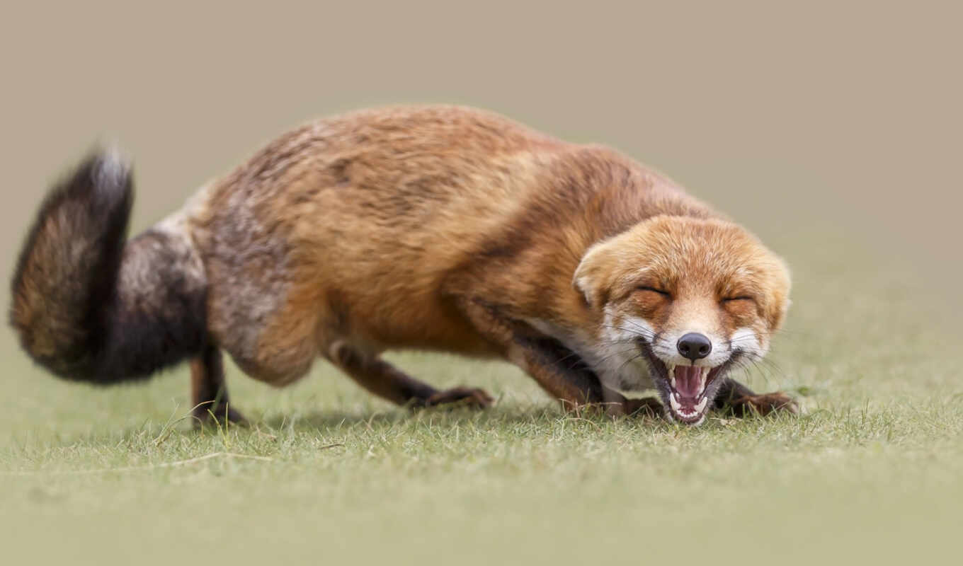 fox, twitter