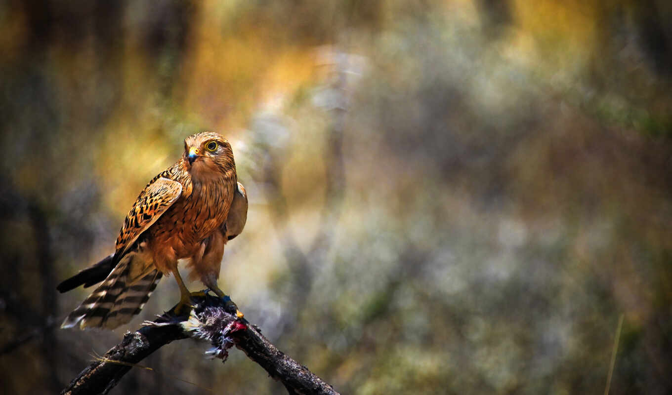 predator, bird, hawk, falcon