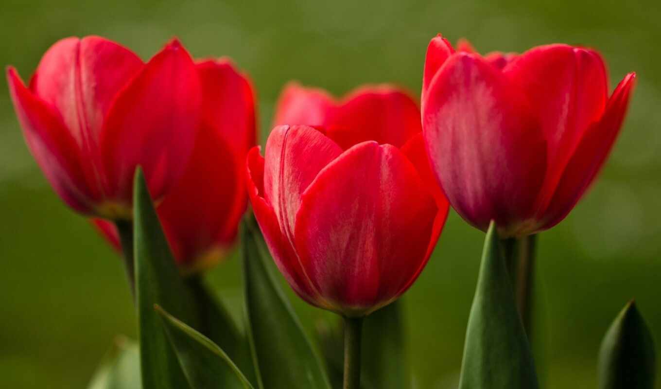 red, flowers, pinterest, тюльпаны, tulips, тюльпан
