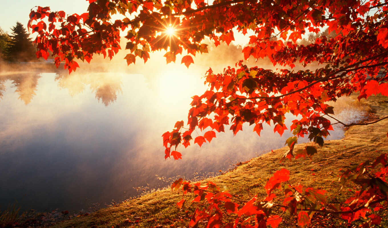 широкоформатные, sun, осень, листва