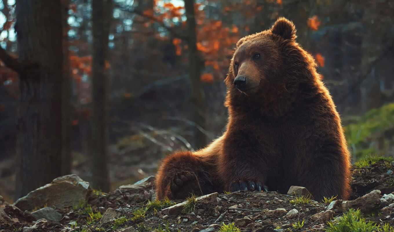 поза, браун, медведь, sit, northern, hardwood, fore, beruang, горшок, mikhaylo