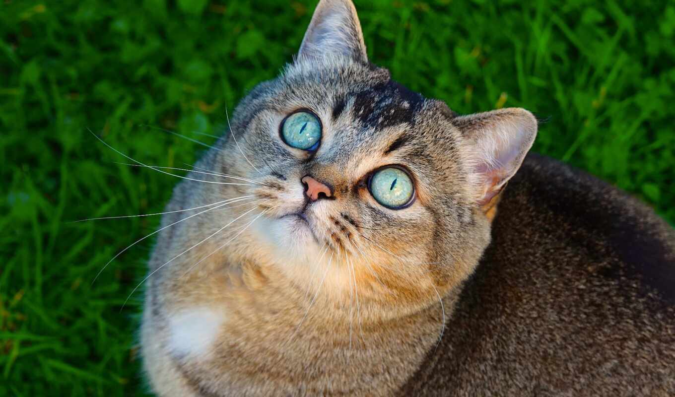 blue, глаз, волосы, глаза, кот, смотреть, grey, бирюзовый, domestic, pet, short