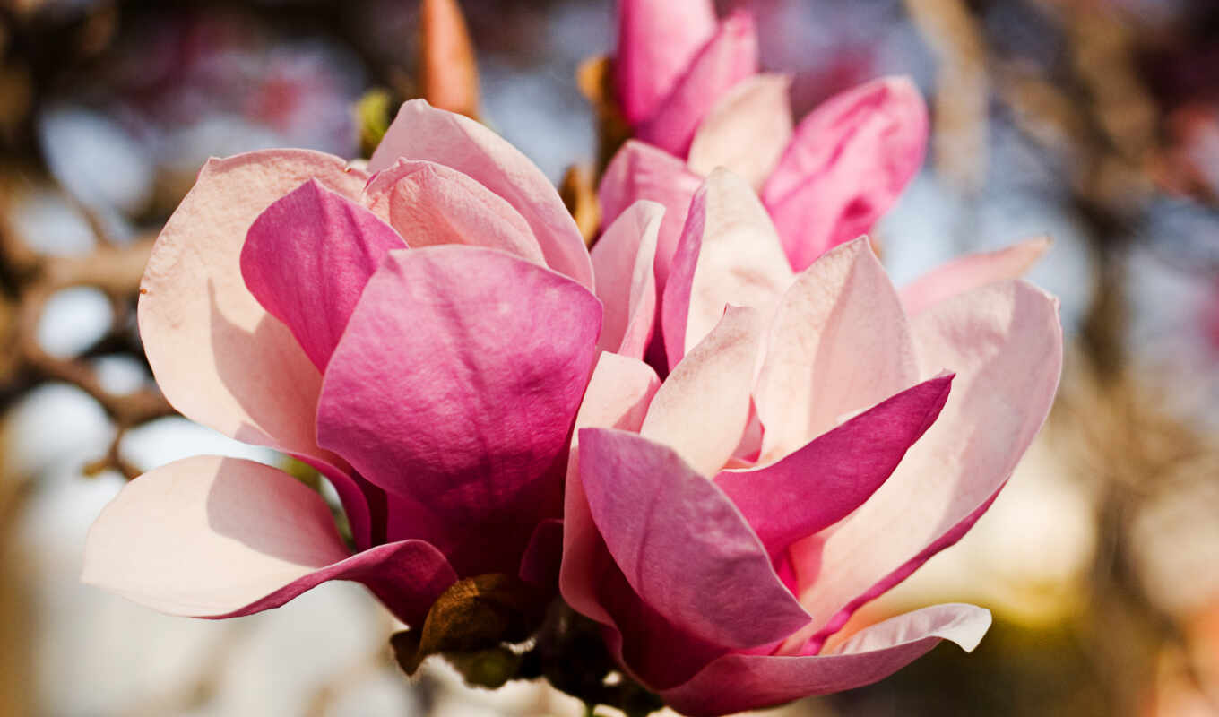 flowers, rose, white, pink, beautiful, magnolia, perfumery, shirokoformatnyi, veko