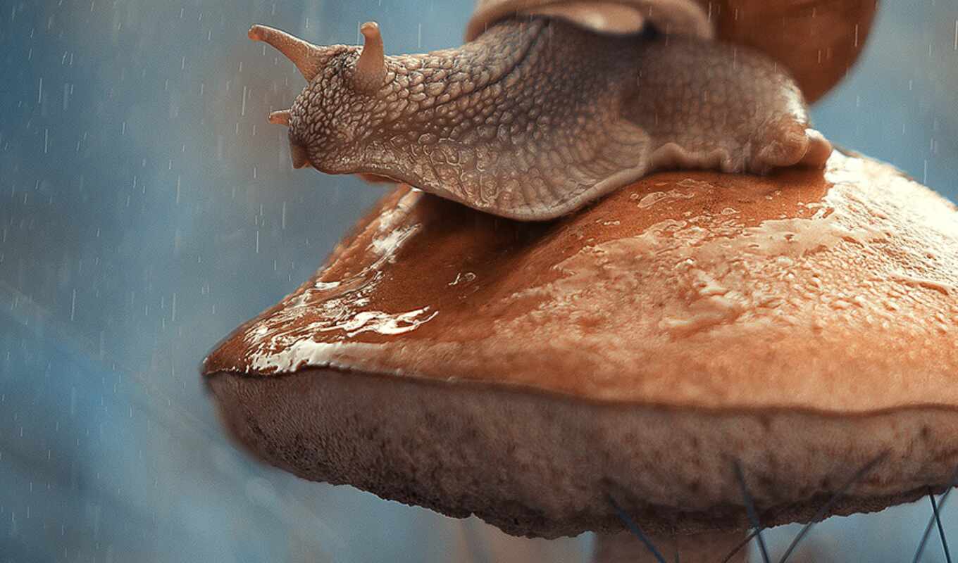осень, snail, von, schöne, mushroom, eine, kategorie, funpot, dateien, digitalbild