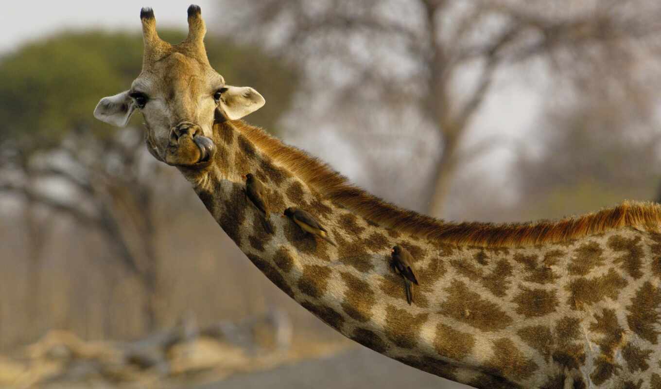 una, жираф, жирафа, cuánto, mide, cuello