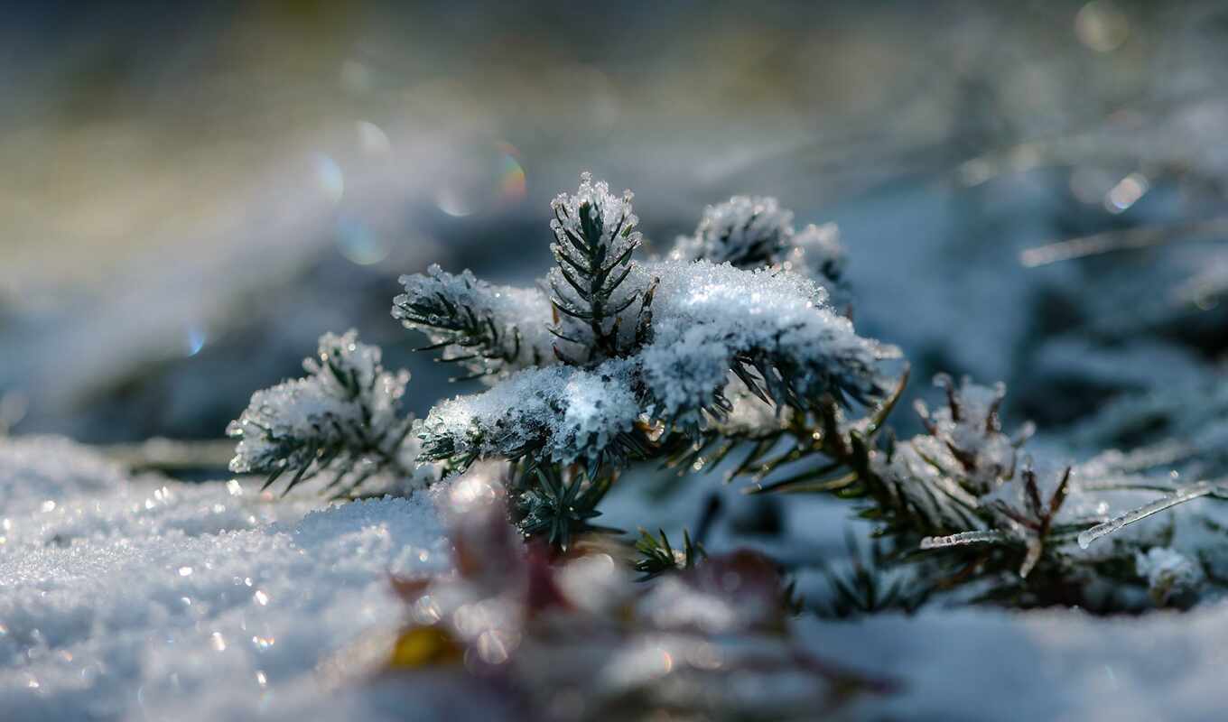 fir, снег, winter, лес, branch, shine, склон, boreal, kartinika