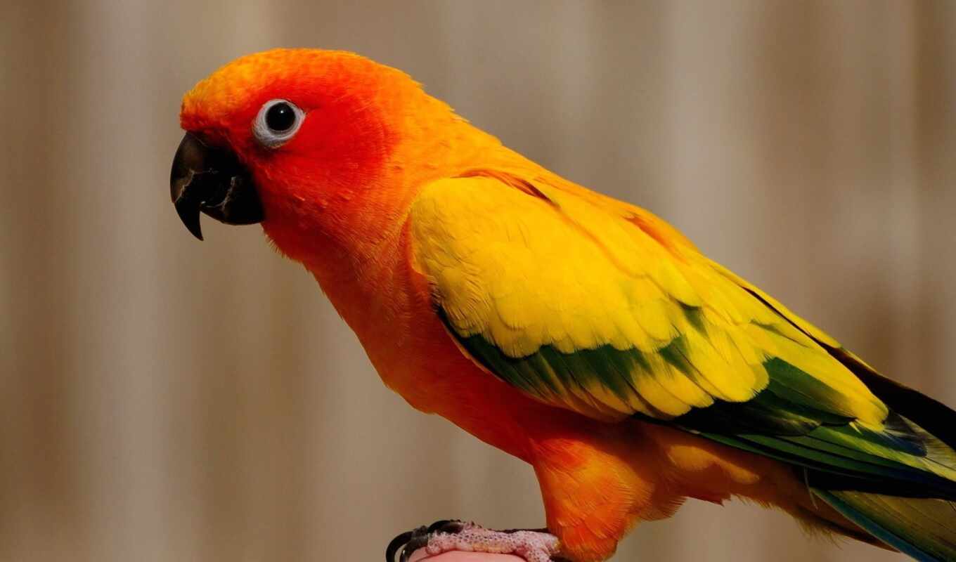 птица, оранжевый, scare