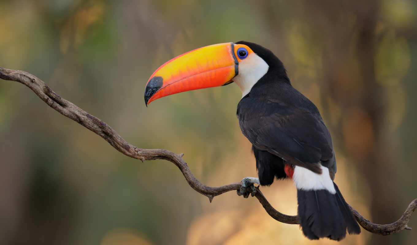 bird, animal, toucan, brazil, observation, pantanal, to, pandhast