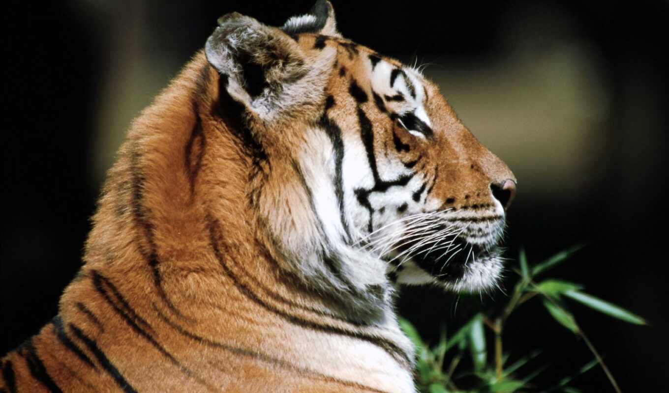 profile, tiger