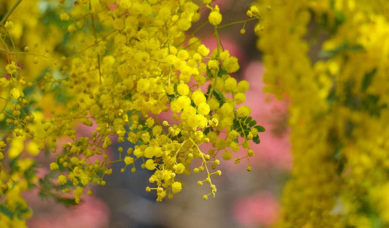 flowers, flowers, tree, photos, beauty, they, spring, blossom, yellow, acacia, colors