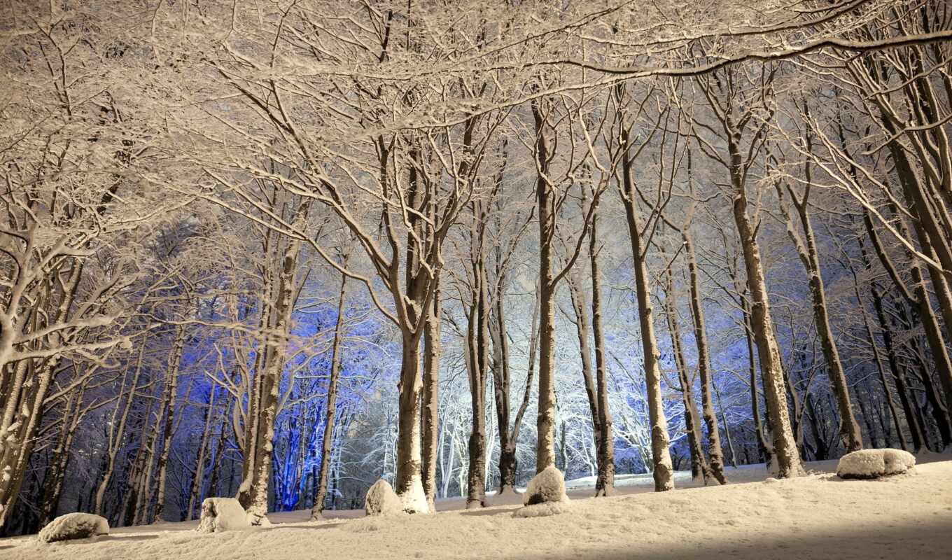 desktop, white, свет, снег, winter, лес, дерево, wood
