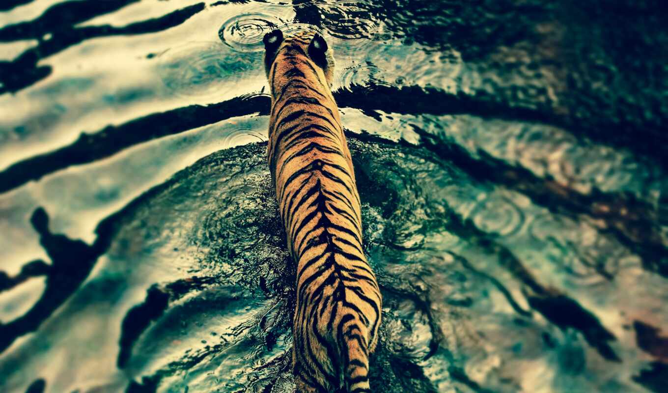 тигр, воде, water, tigre, swim, решил, ecran, fonds, zhivotnye, desktop, 