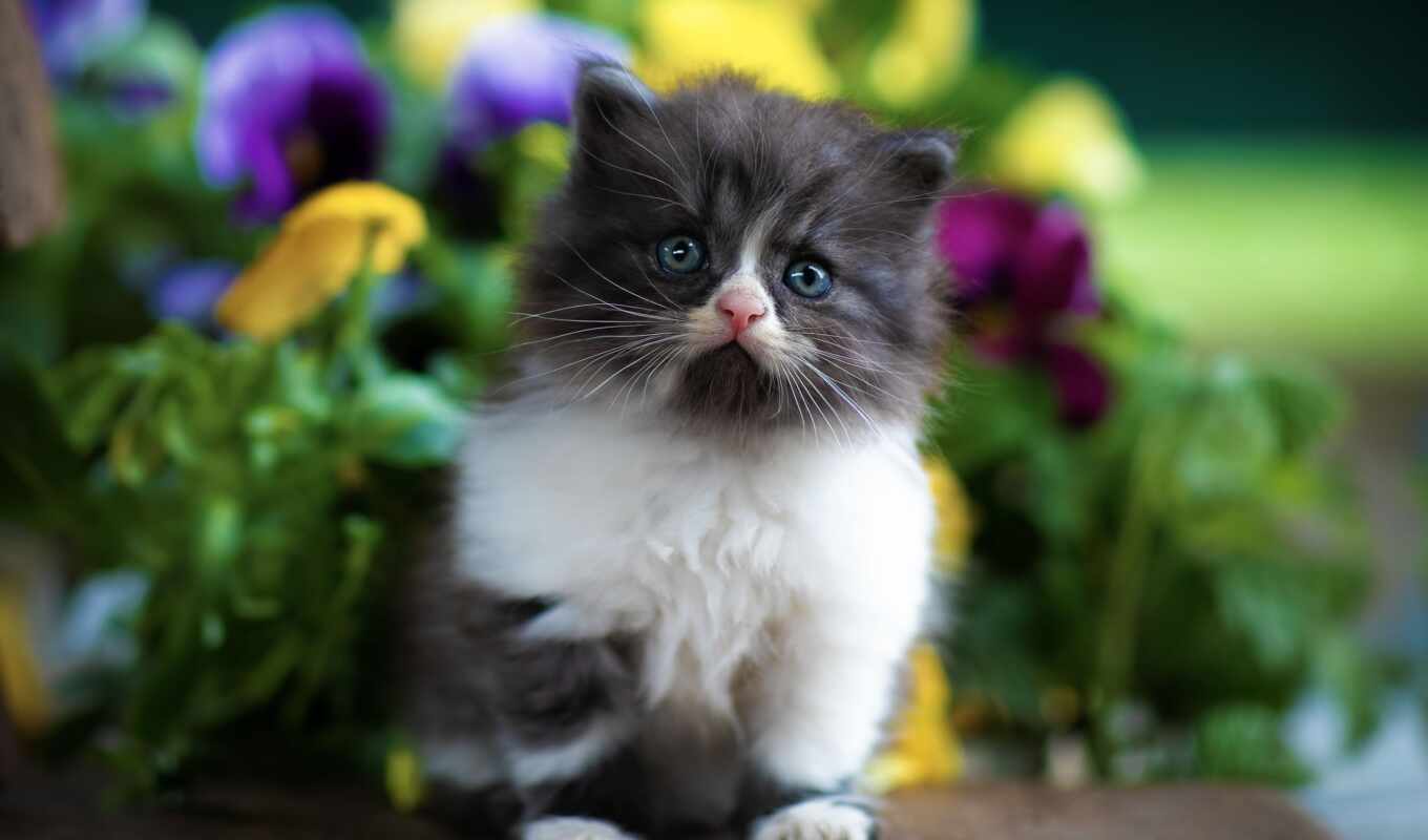 хороший, цветы, facebook, кот, little, котенок, animal, wish, postcard
