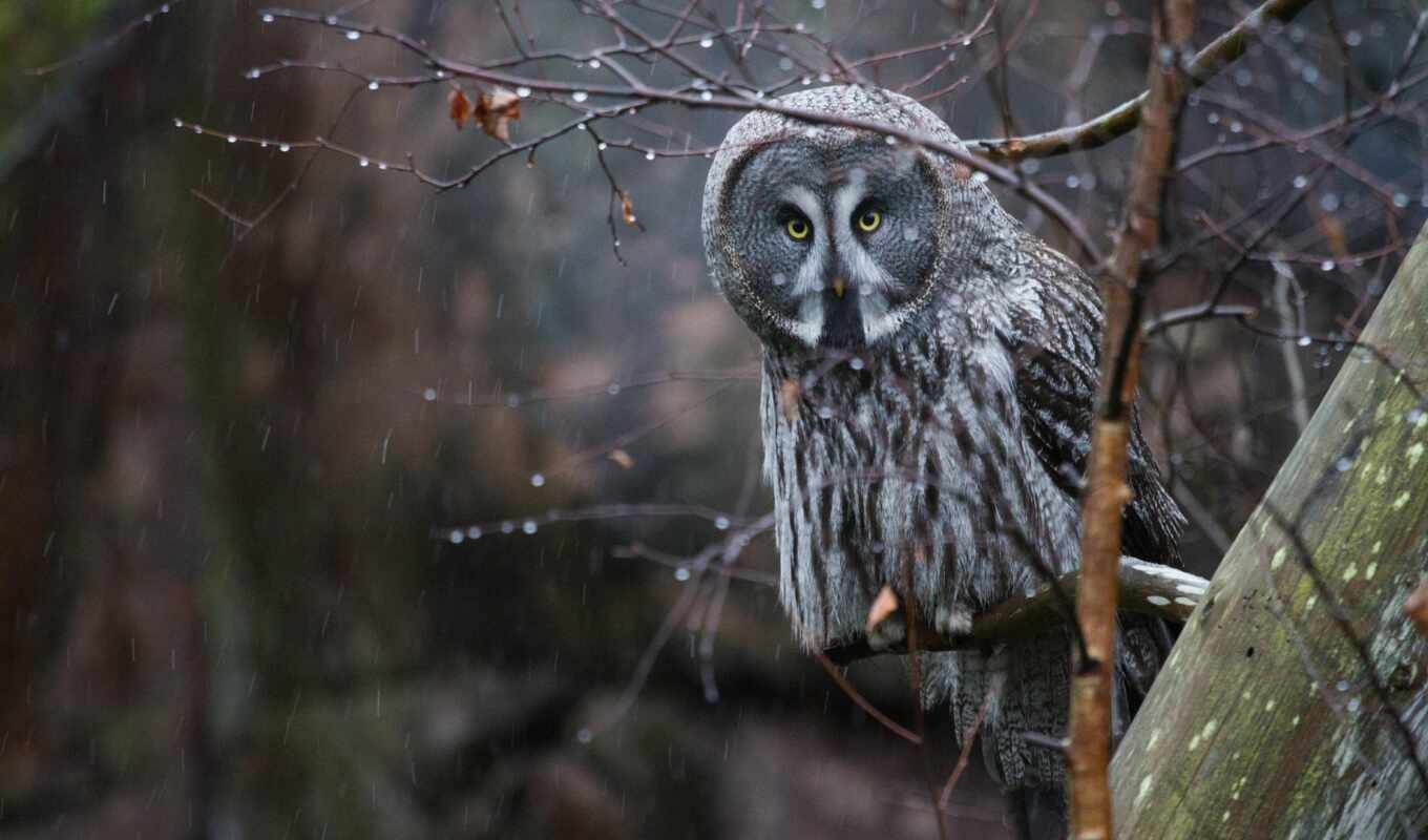 owl, tyumen, because, fotosalon