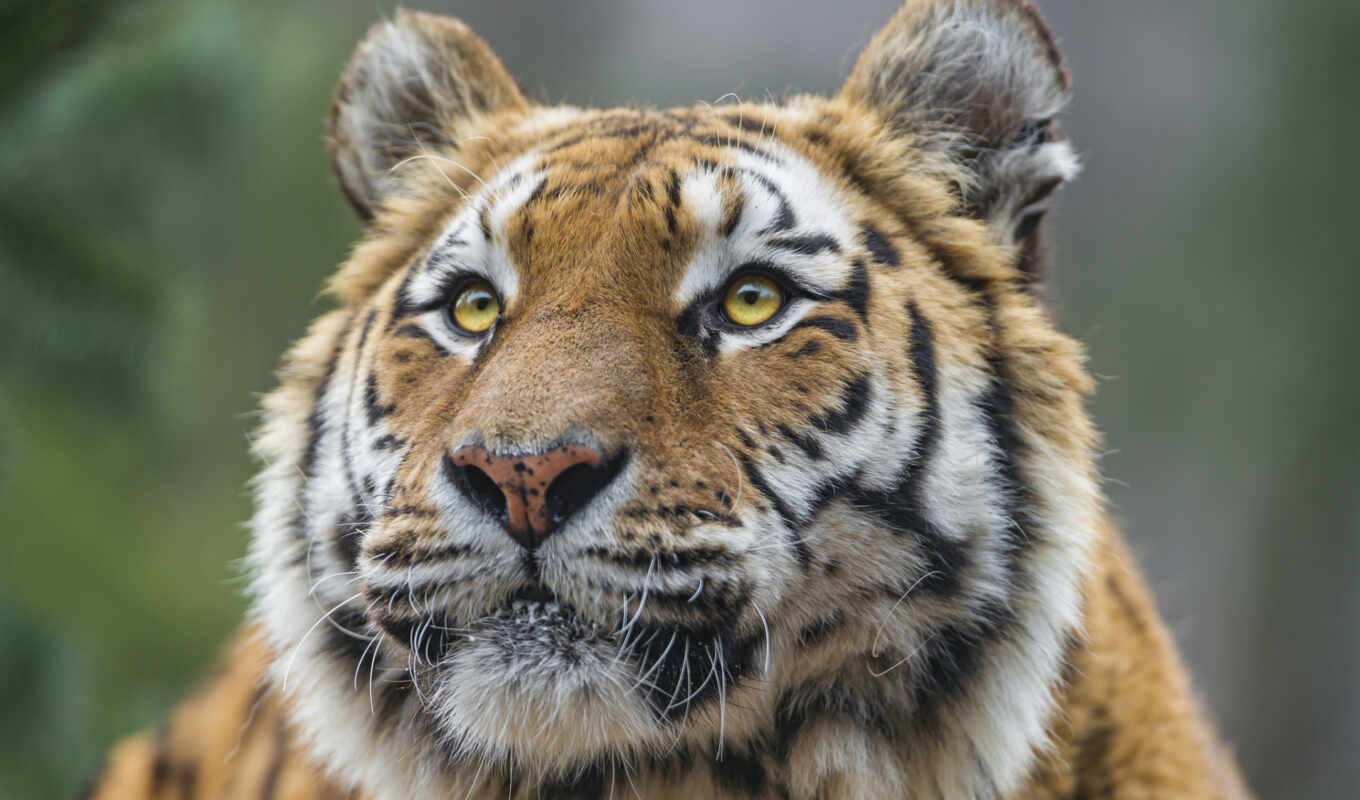 photo, background, eyes, cat, big, predator, tiger, wild, animal