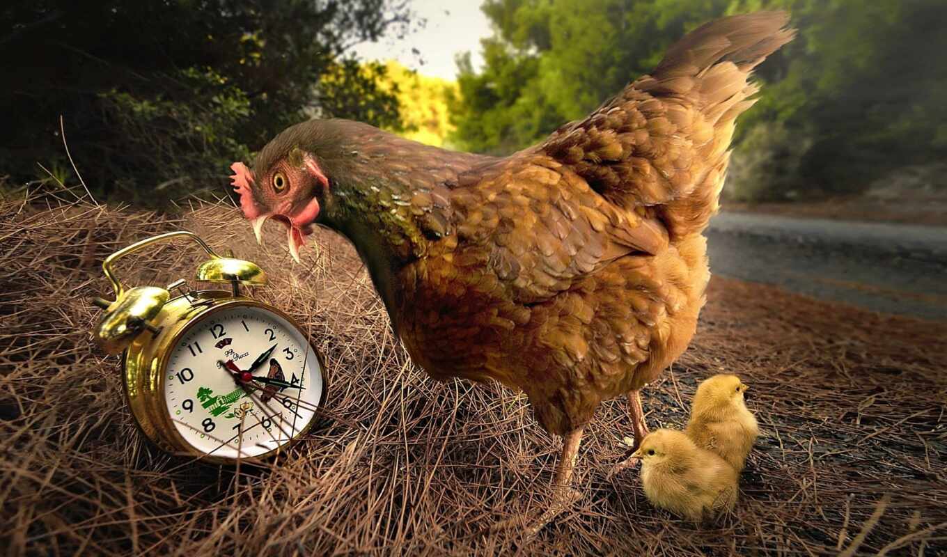 часы, птица, animal, курица