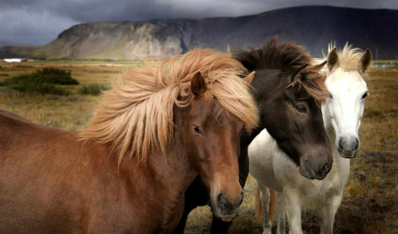 mountains, large format, field, horses