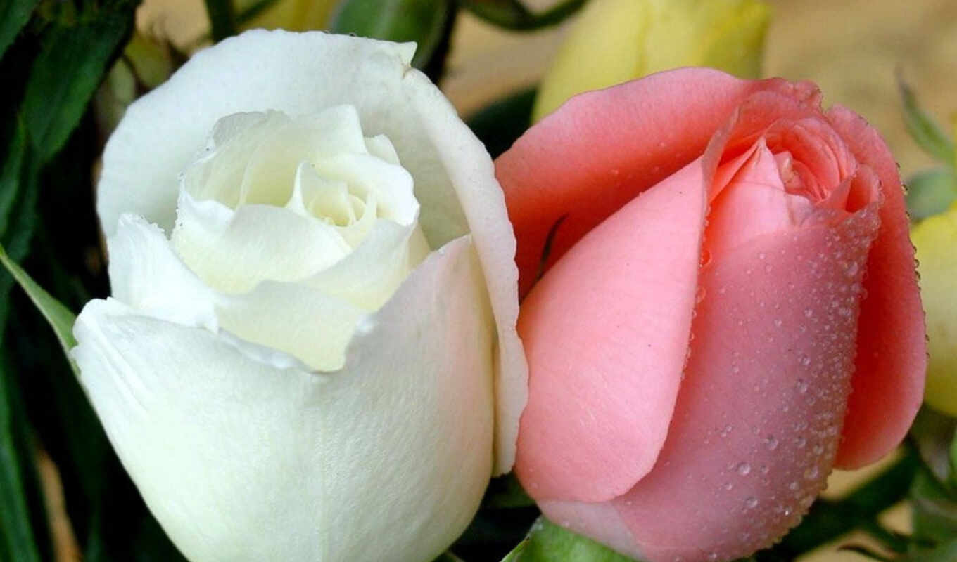 цветы, роза, love, white, фон, flowers, розовый, roses