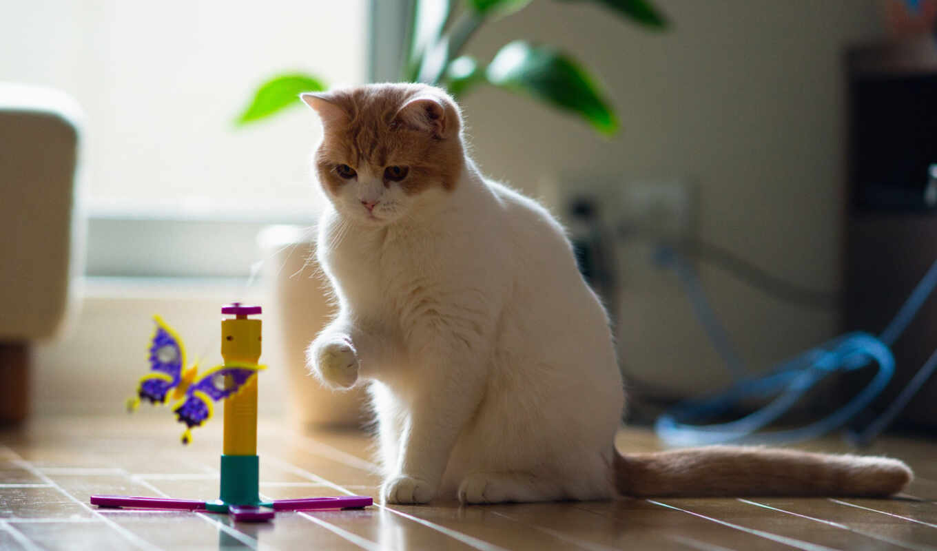 view, cat, cats, is playing, toy, a butterfly, games