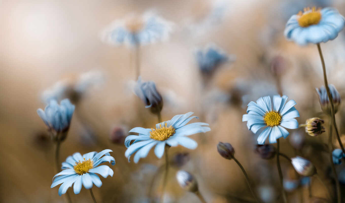 nature, fone, blue, blossom, different, daisies, cvety, meadow, blurry, blurring