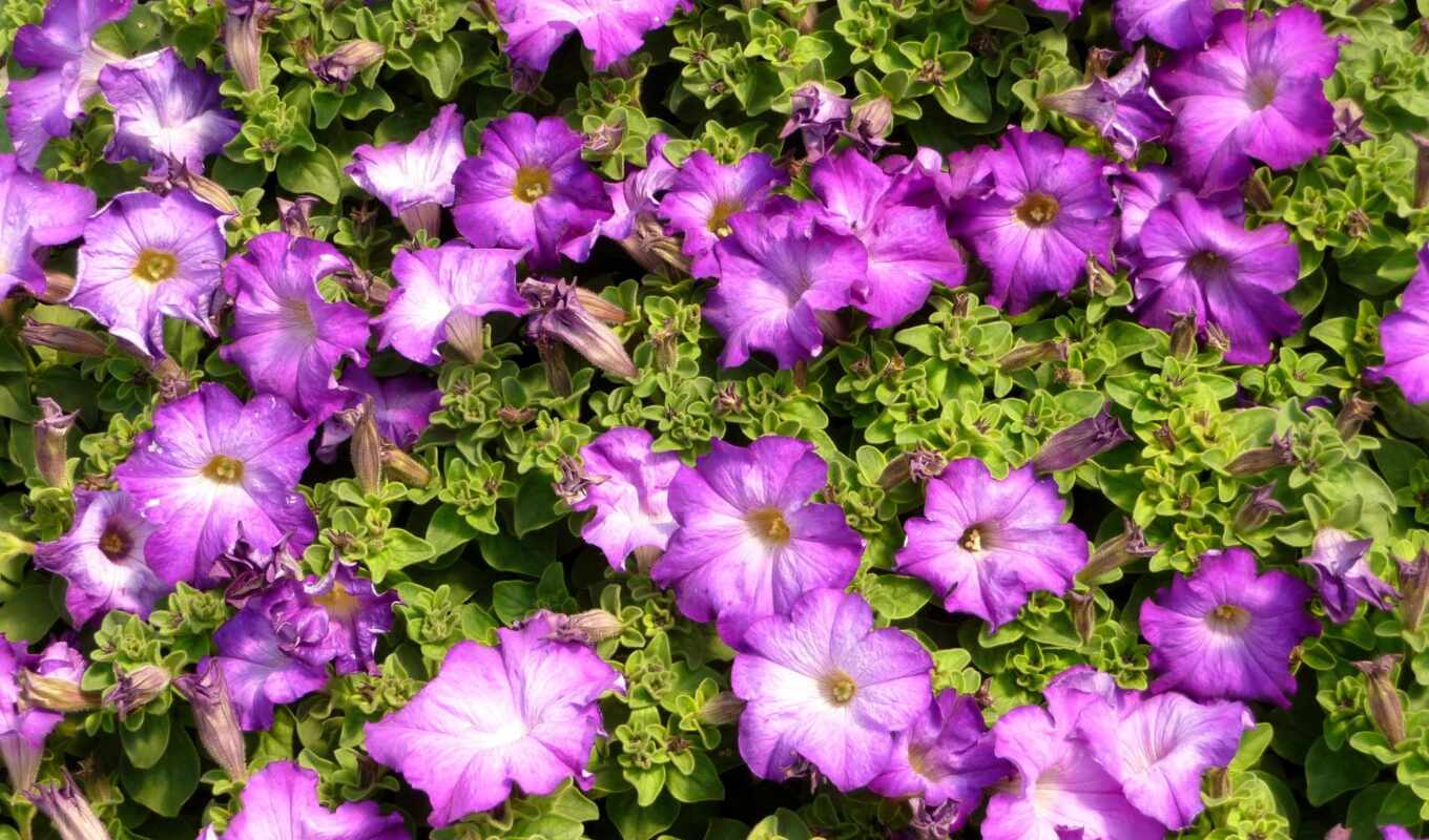 цветы, sun, purple, растение, lovely, petunia, billie, вырасти, herb