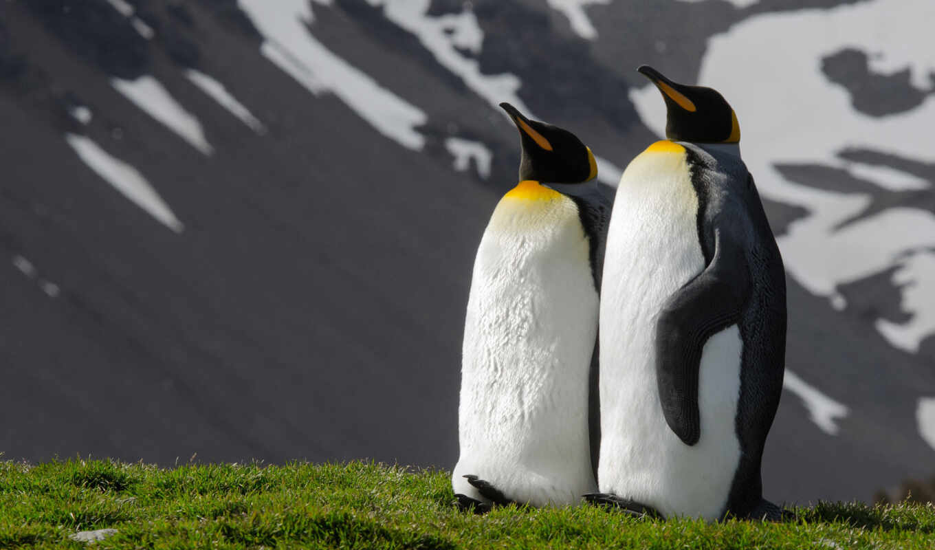king, penguin, antarctica