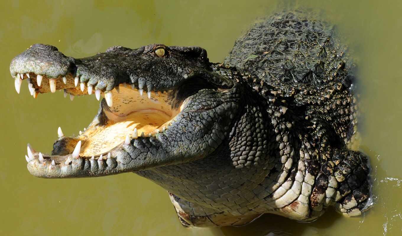 picture, screen, fond, crocodile, animal, mouth, on, reptile, tooth, dent