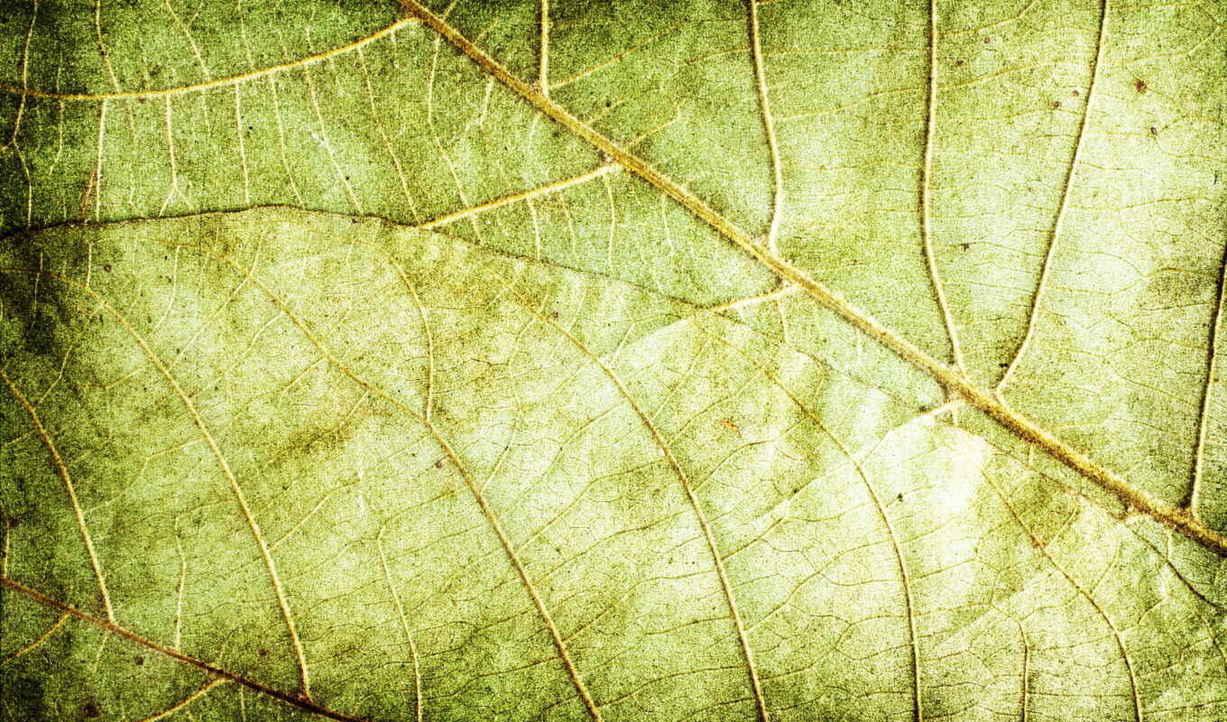 лист, текстура, зелёный