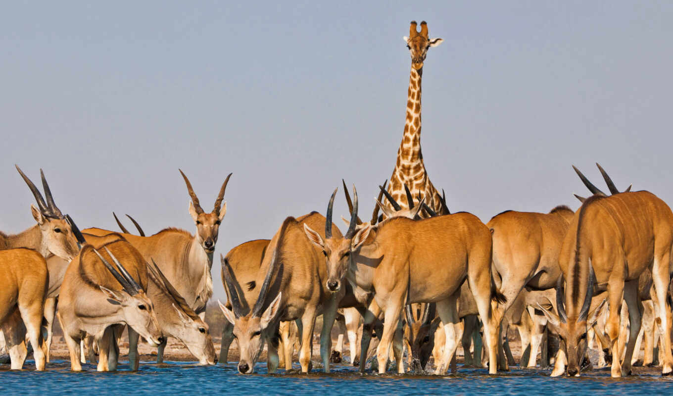 жираф, антилопа, канна