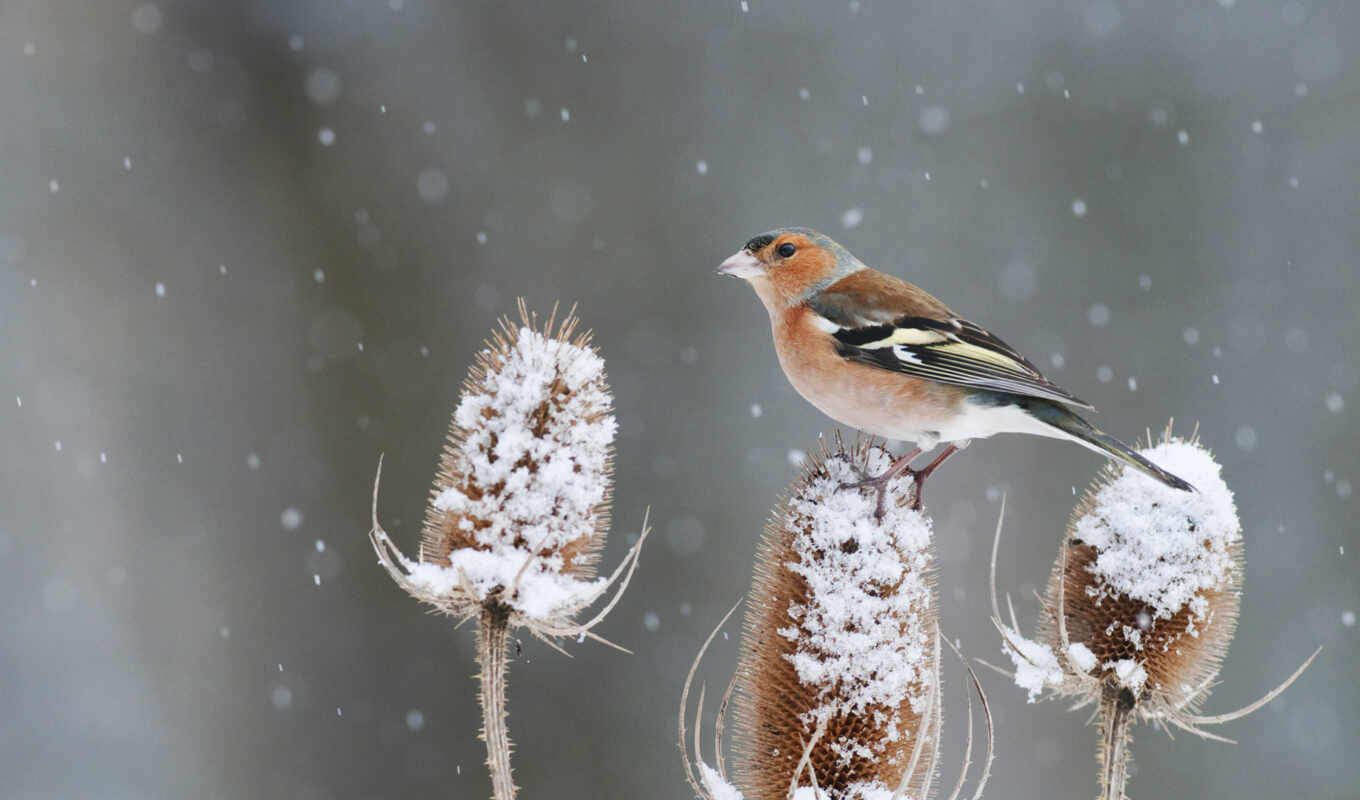 снег, chaffinch