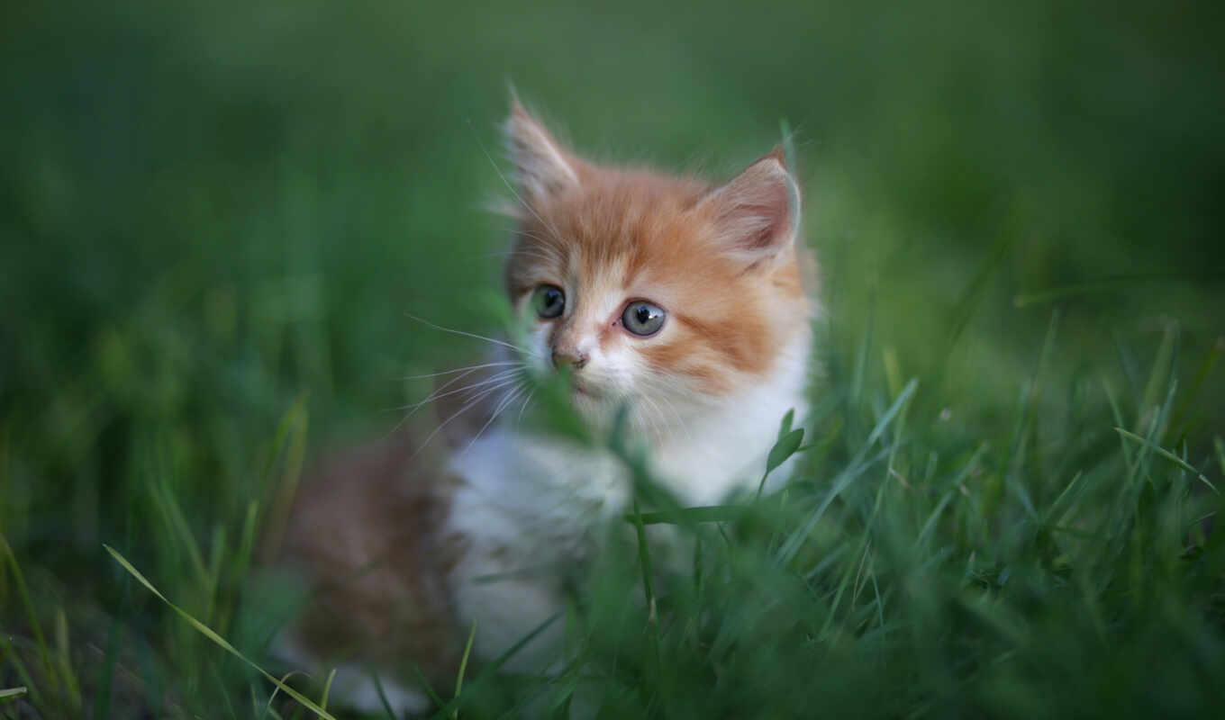 трава, кот, cute, little, котенок, rare