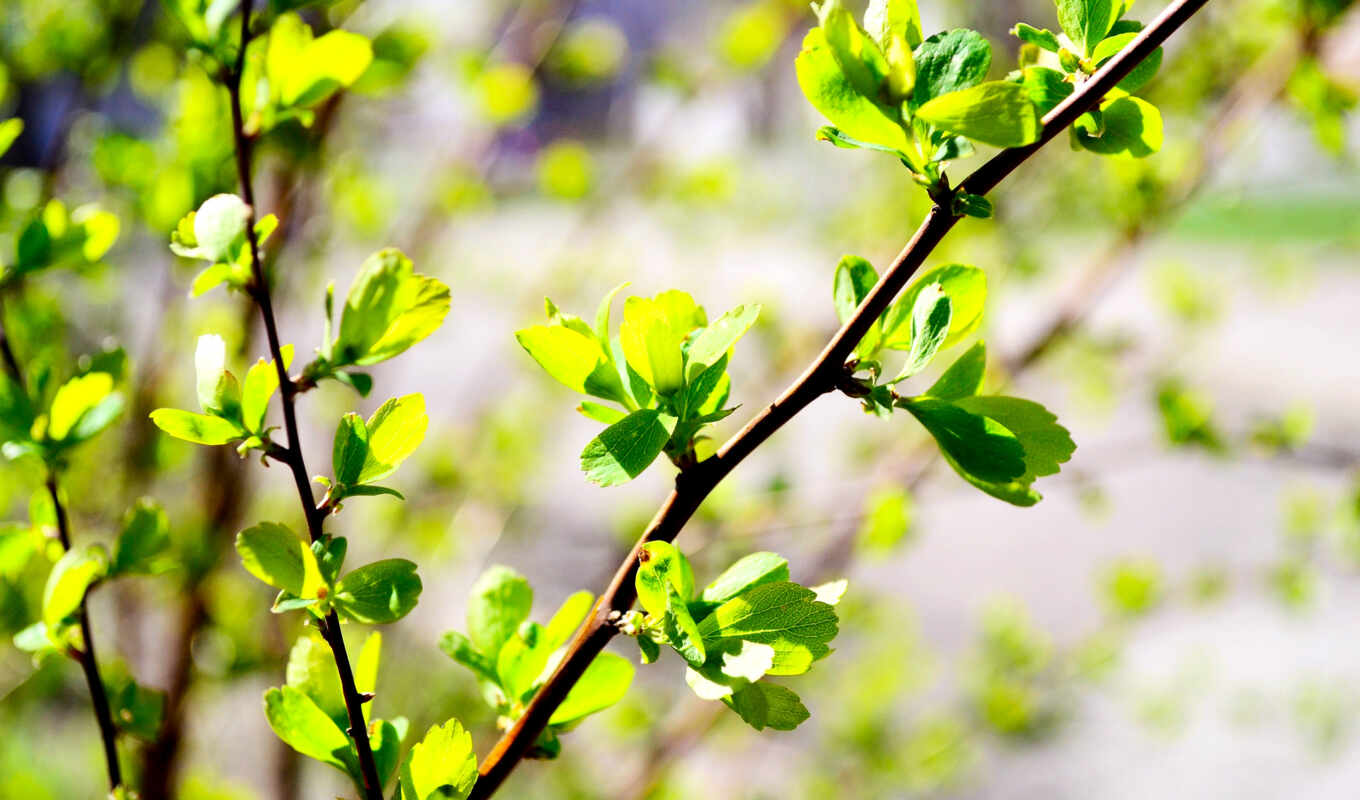 nature, photo, background, green, leaves, branch, spring, bud, blurring