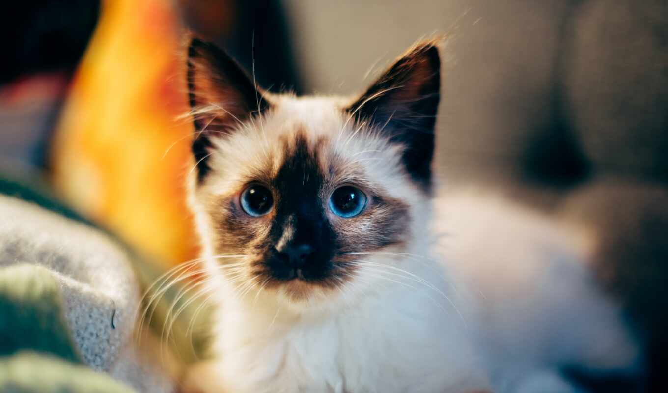 desktop, a computer, background, best, a laptop, cute, kitty, preview, siamese