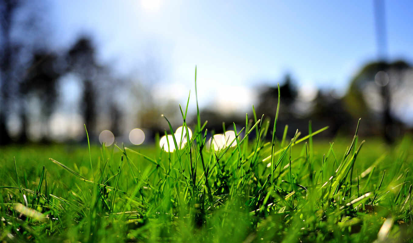 summer, macro, green, grass, lights, lawn