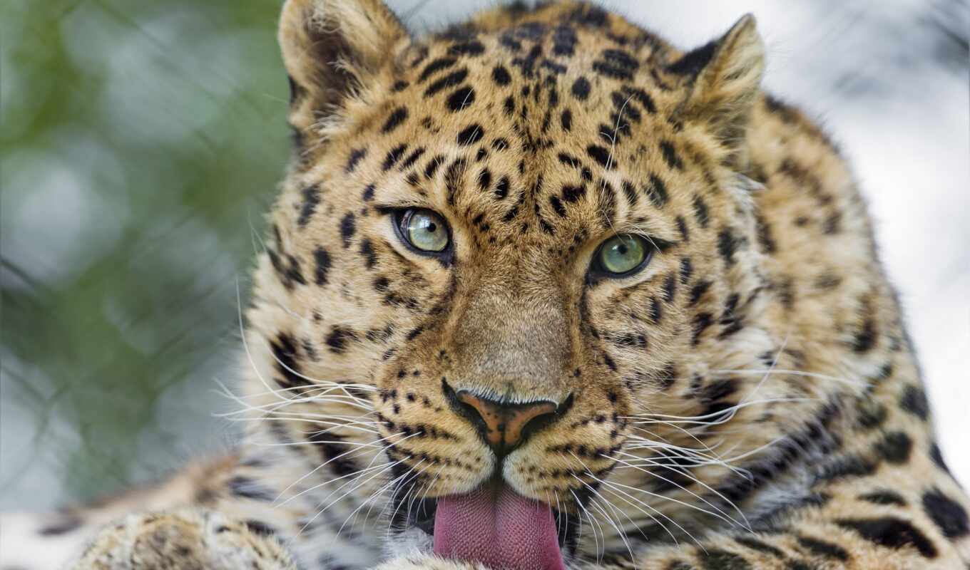 photo, amur, leopard, beautiful