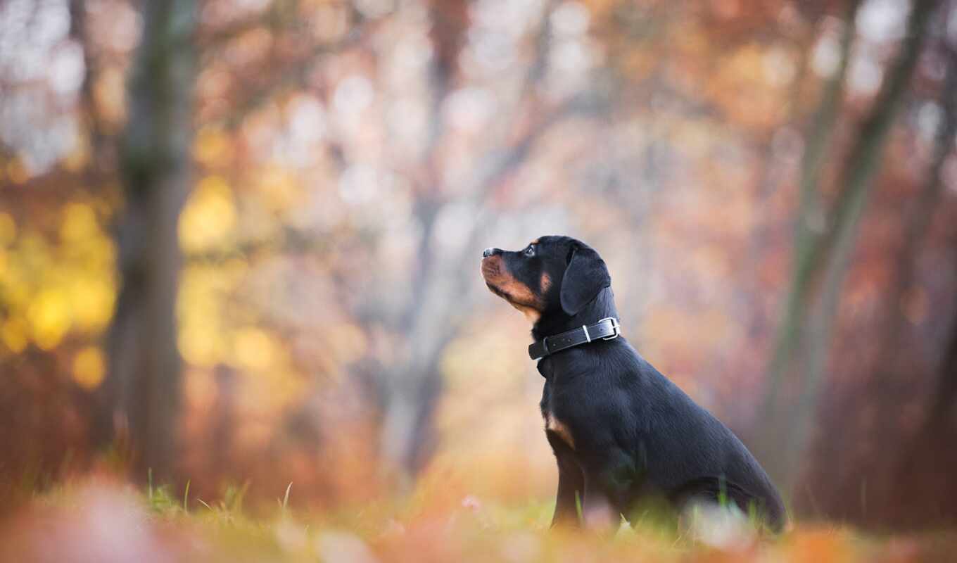 black, собака, осень, щенок, листва, красивый, rottweiler
