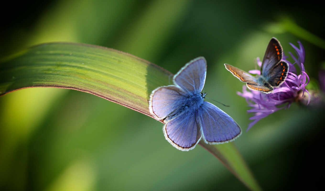 природа, blue, картинка, бабочка, найти, сегодня, animal, тыс, makryi, kartinkahbabochka
