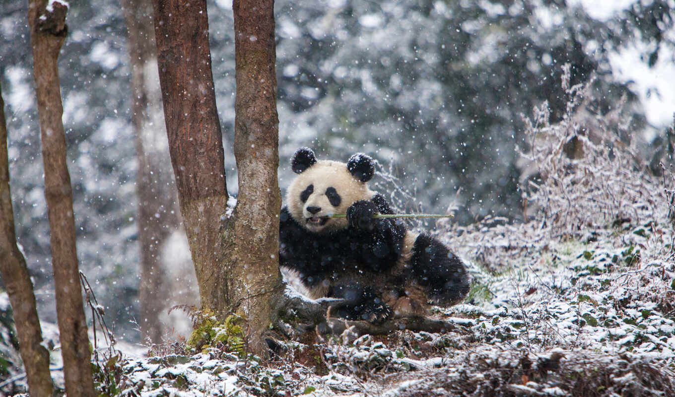 base, панда, china