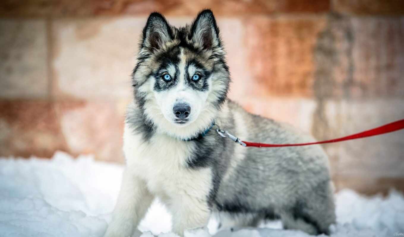 снег, winter, собака, хаски, siberian