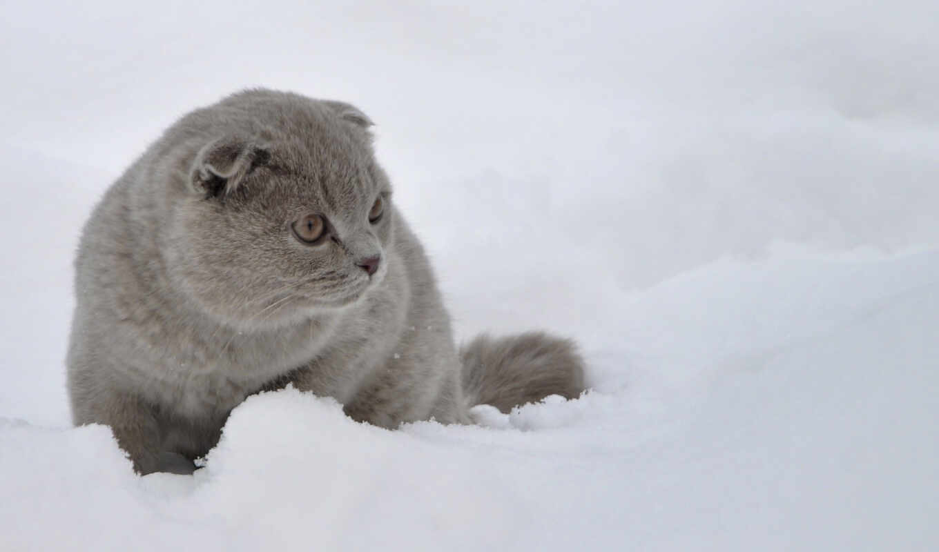 кот, снегу, scottish, вислоухий