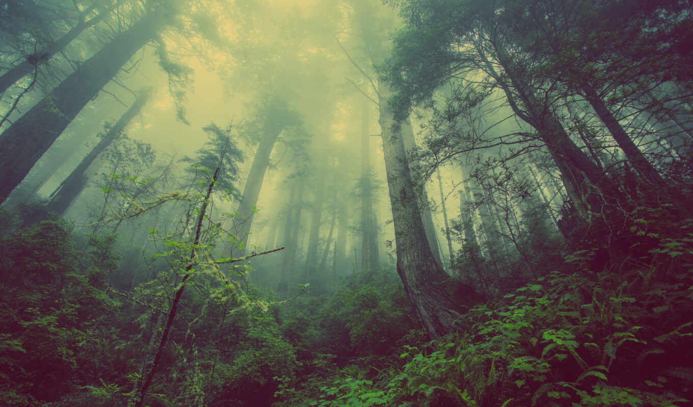 лес, зелень, туман