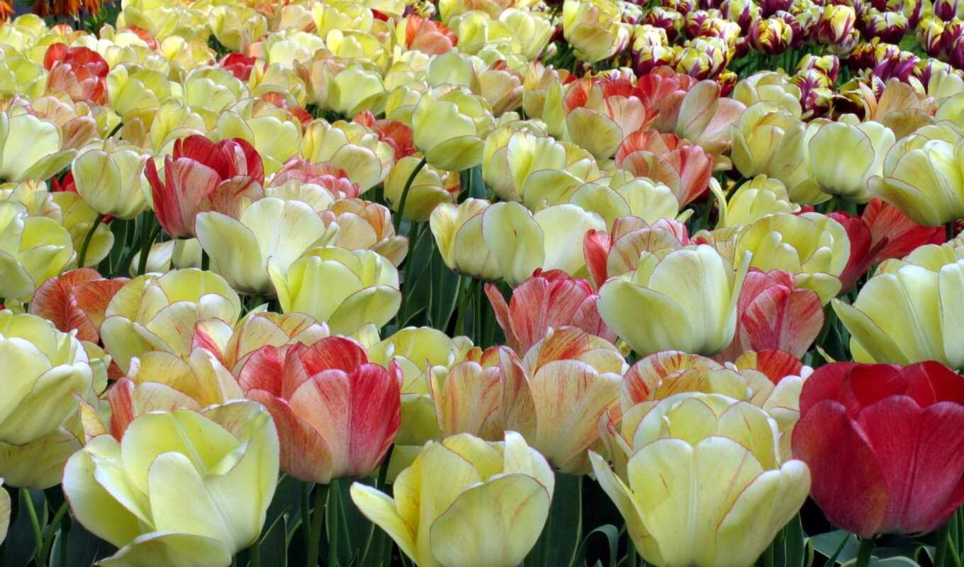flowers, red, field, wild, yellow, tulip, smartphone, flower, tulip, sprenger, pestryi