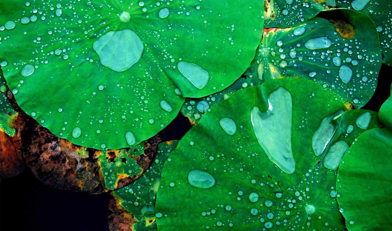 природа, drop, лист, картинка, water, lotus, leaf, makryi