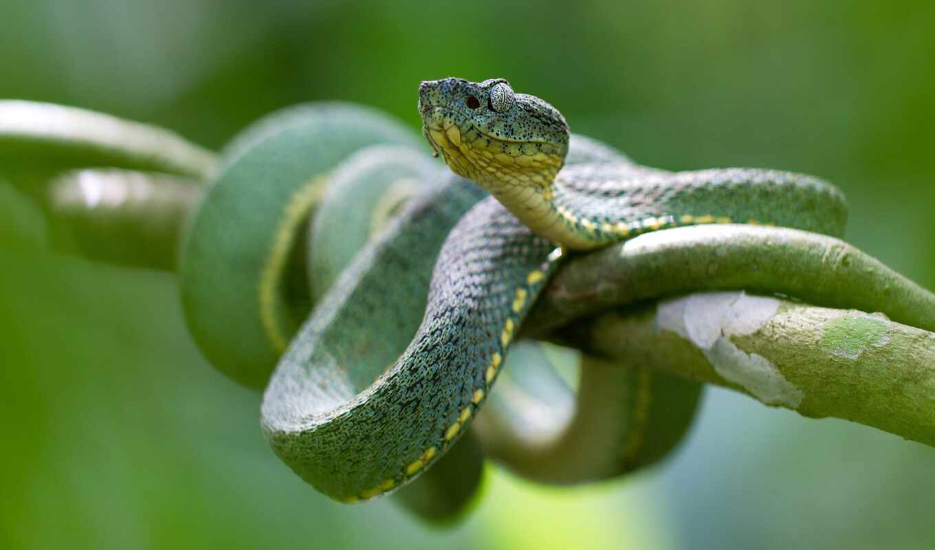 зелёный, pic, snake, funart