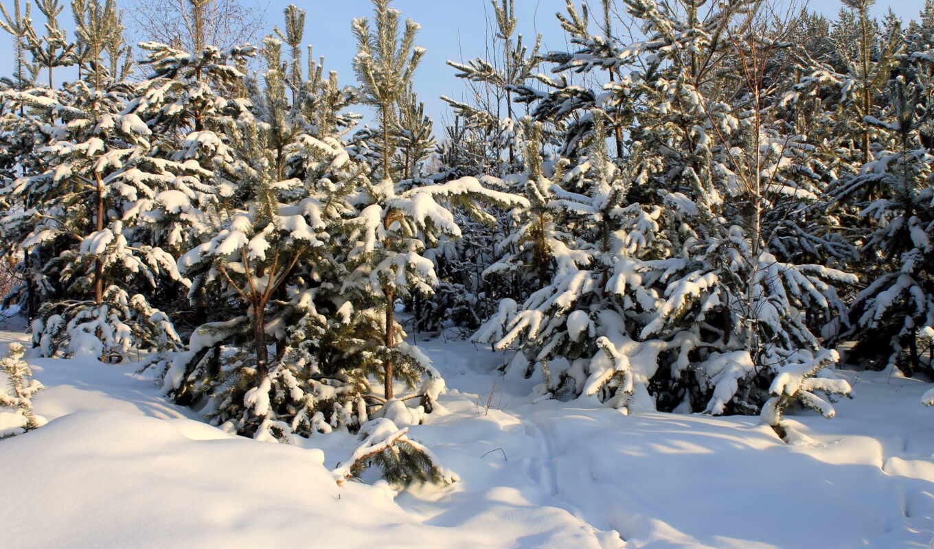 tree, snow, winter, season, bradutus