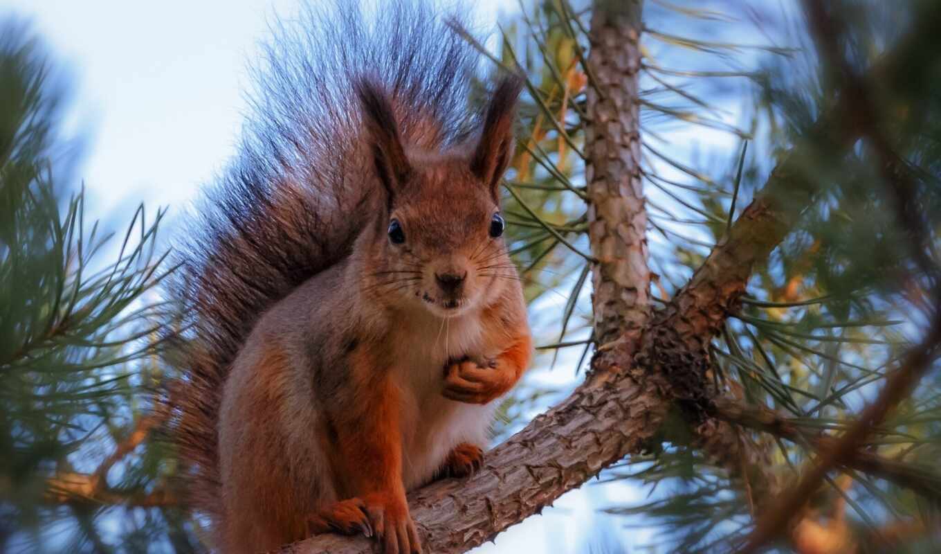 squirrels, zhivotnye